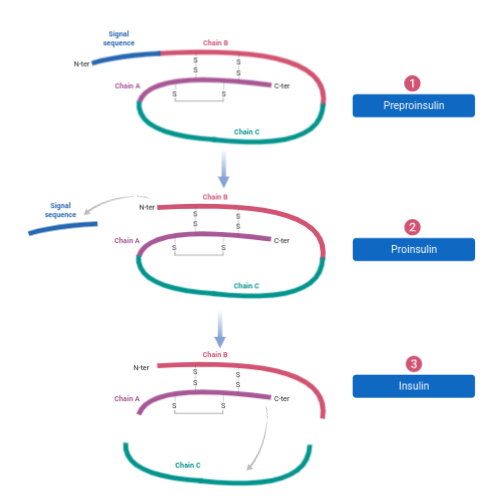 BioRender App