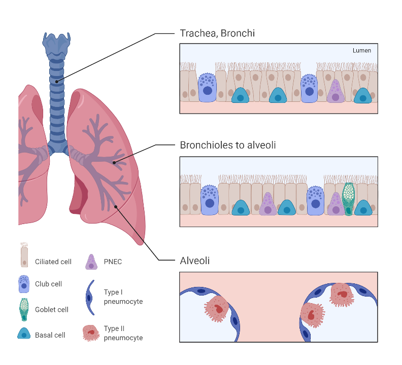 BioRender App