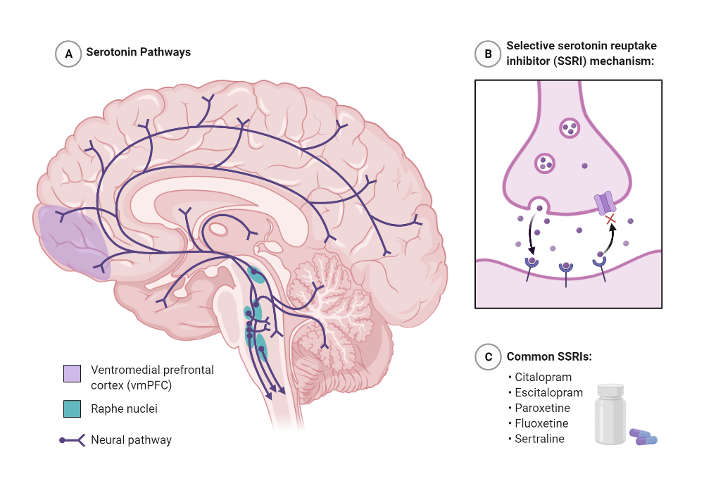 Serotonin Pathway In The Brain