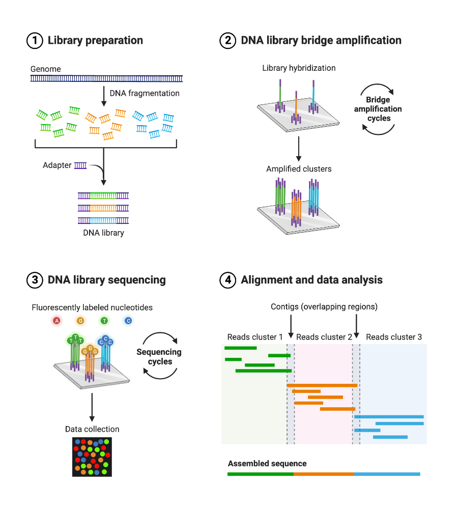 BioRender App