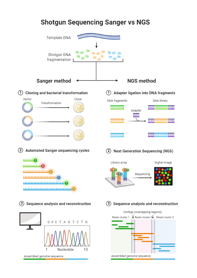 BioRender App