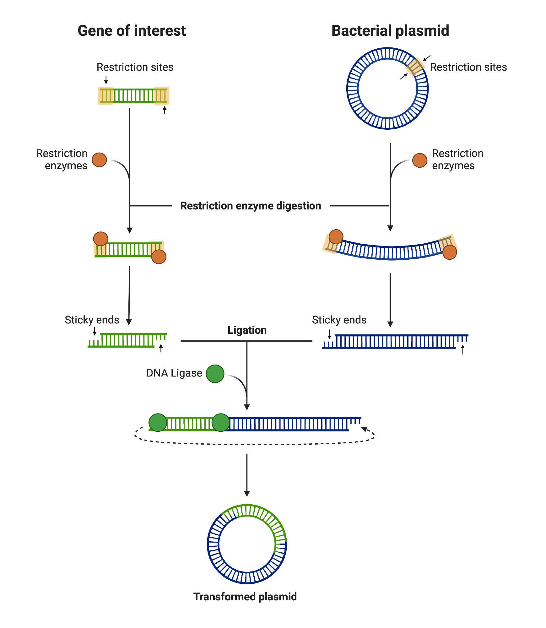 restriction enzymes digestion