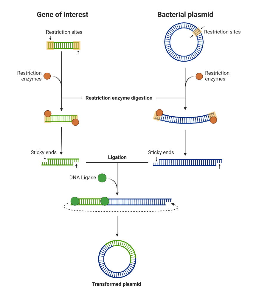 BioRender App