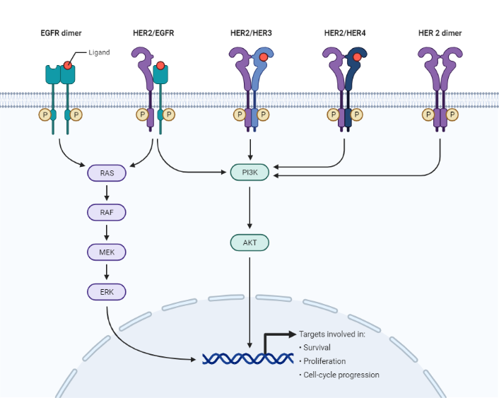 BioRender App BioRender App