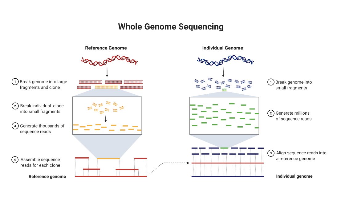 Biorender. Genome sequencing. Whole Genome sequencing. Whole Genome bisulfite sequencing (WGBS) метод. Контиги секвенирование это.