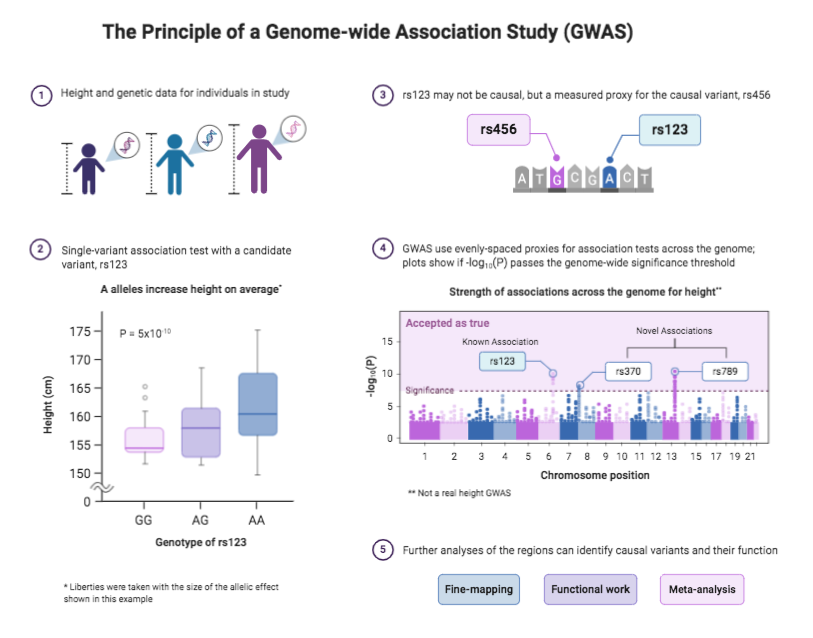 Biorender. GWAS — Genome-wide Association study. Genome-wide Association studies, or GWAS. Genome-wide Association studies ожирения список. Plant Genome wide Association studies.