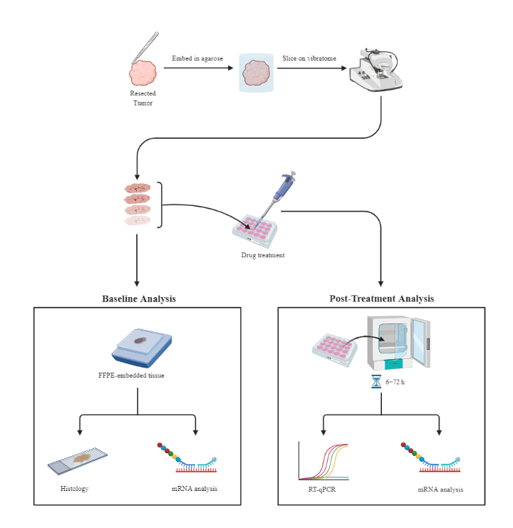 BioRender App