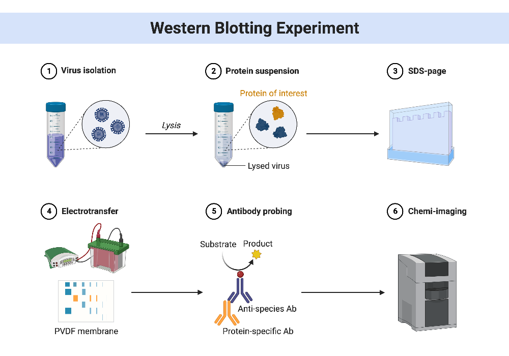 BioRender App