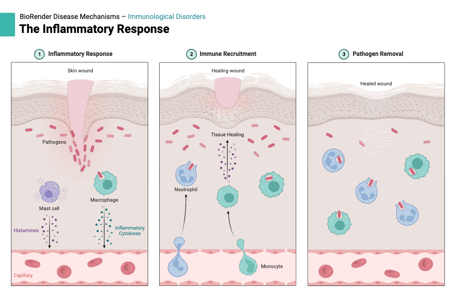 BioRender App