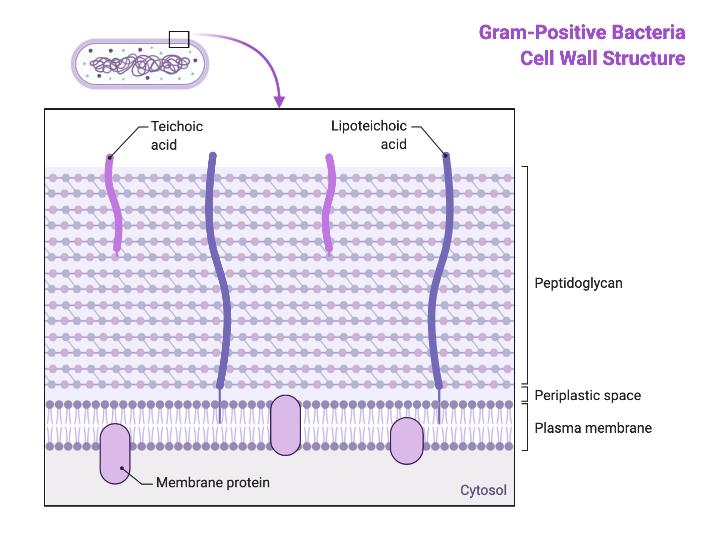 Biorender. Грамположительные бактерии. Клеточная стенка грамположительных бактерий. Грамположительные бактерии примеры. Эубактерии особенности строения.
