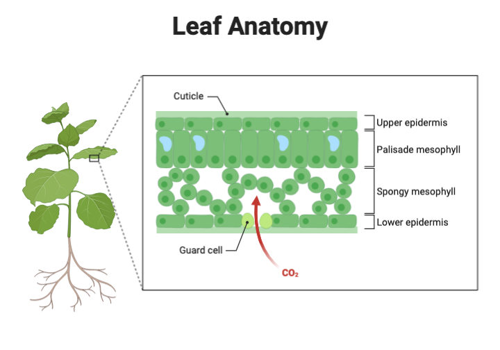 Biorender. Leaf structure. Linear Leaf structure vector.