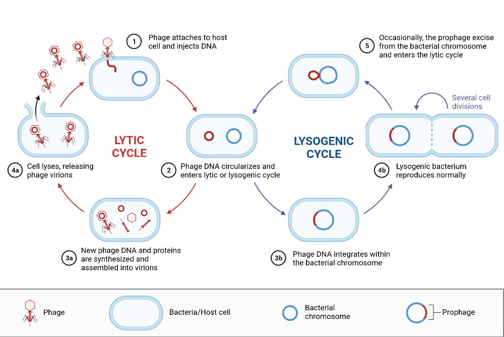 Biorender. Lytic Cycle. Lysogenic and Lytic Cycles. Cicle Conspiracy интервью.