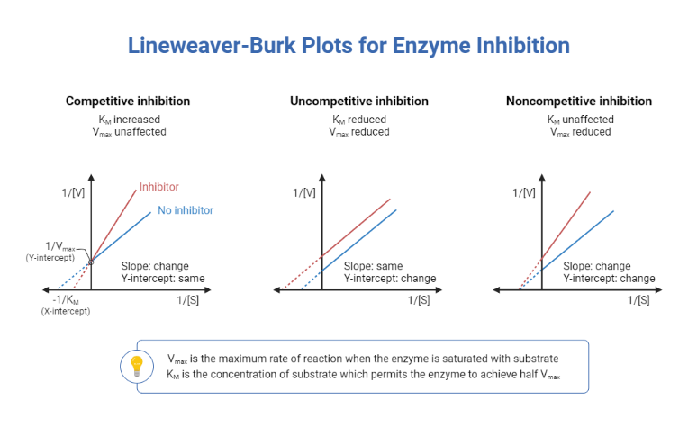 Biorender. Lineweaver–Burk Plot. Lineweaver-Burk equation. График WMAX. График Лайнвивера - Берка.