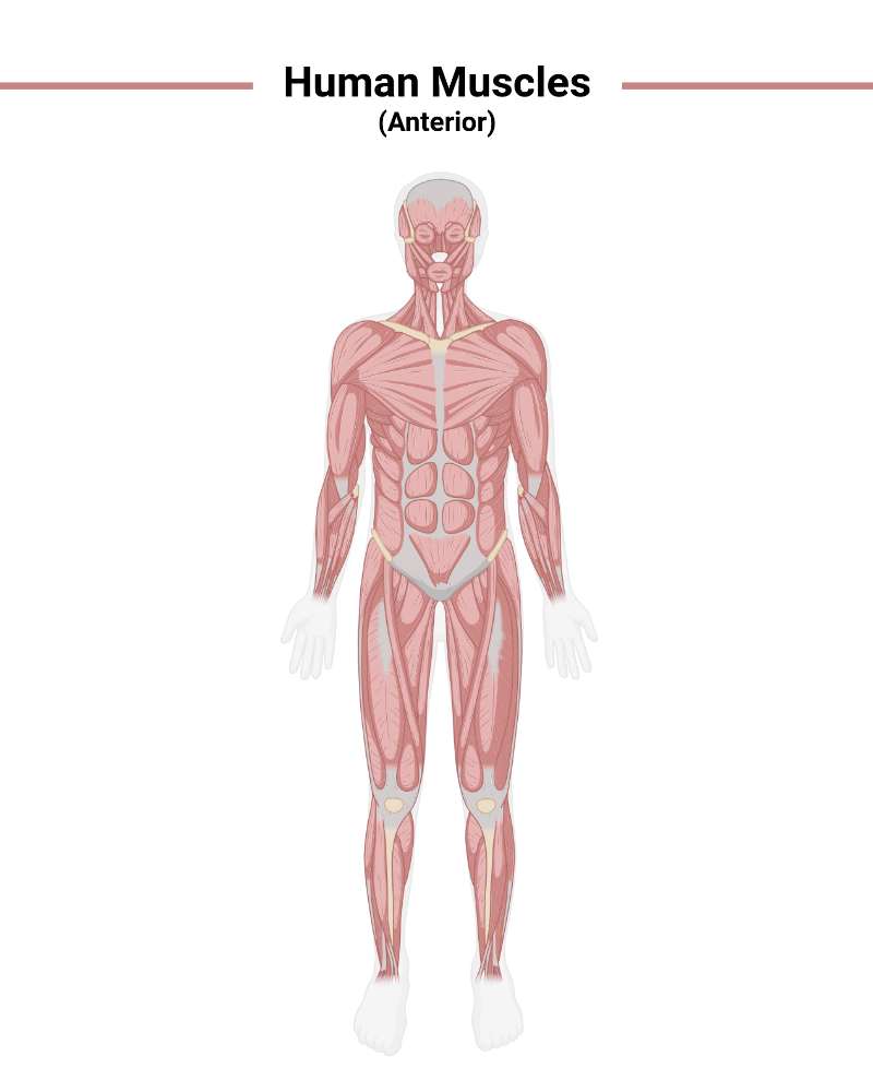 Biorender App