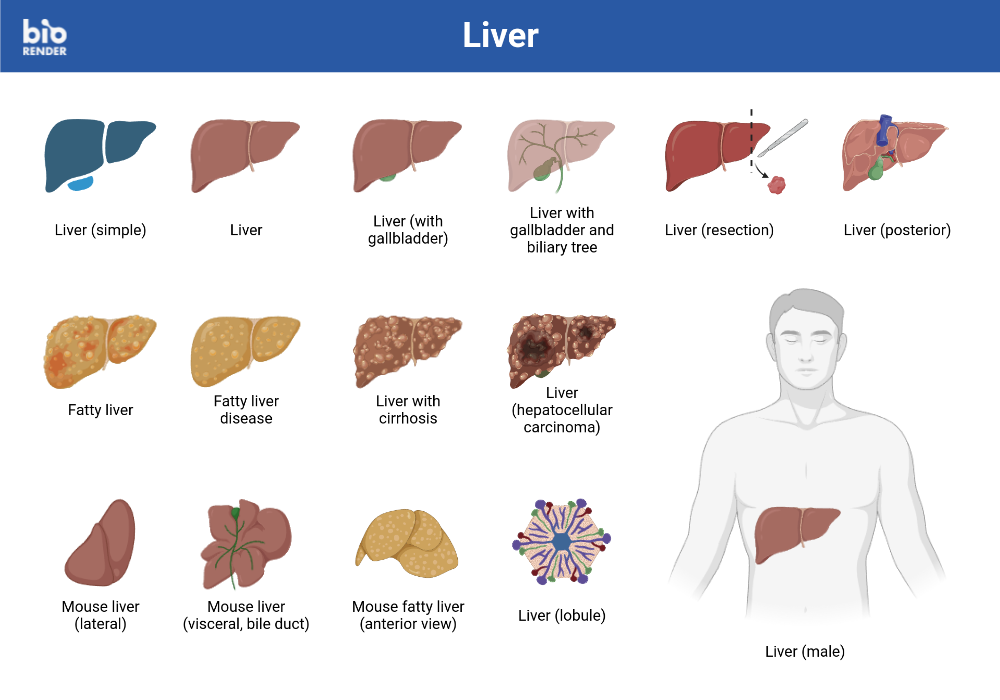 BioRender App