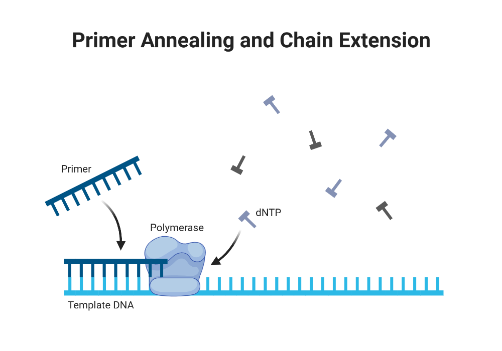 BioRender App