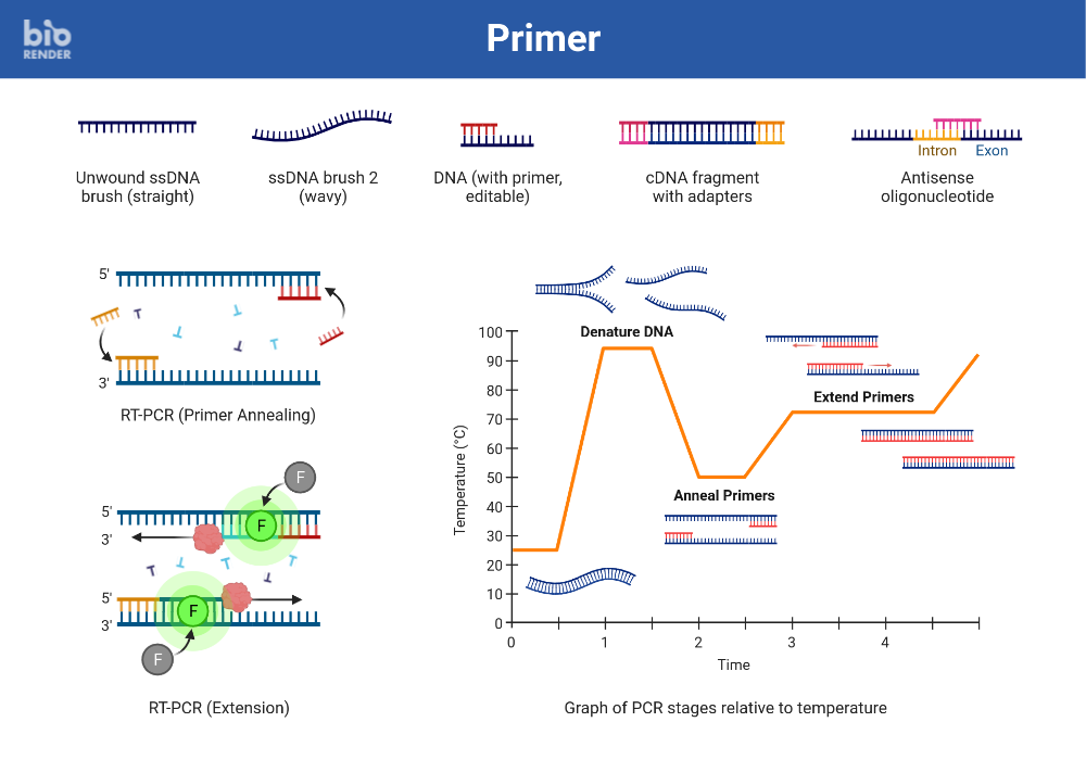 Biorender App