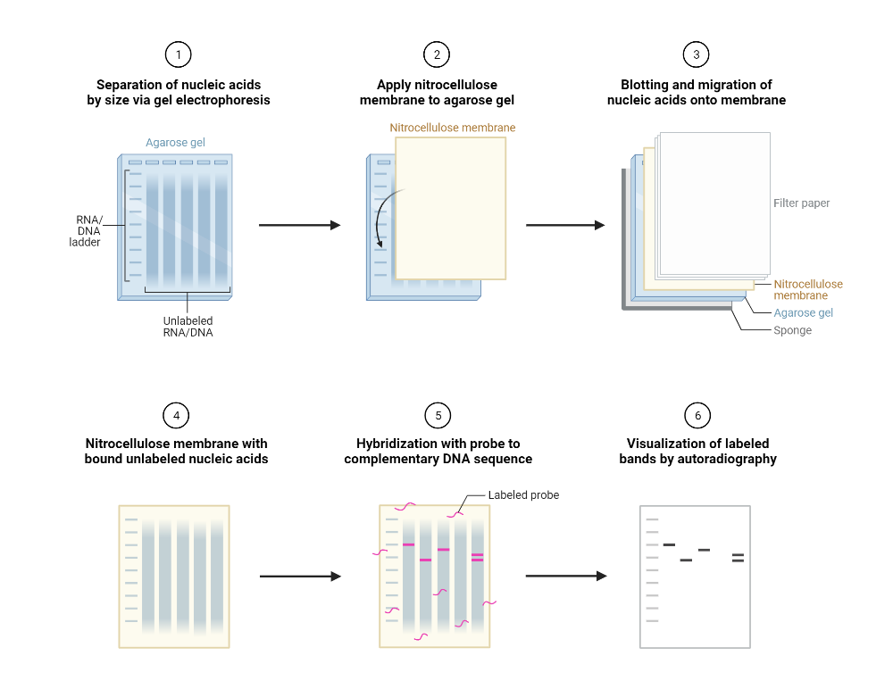 BioRender App