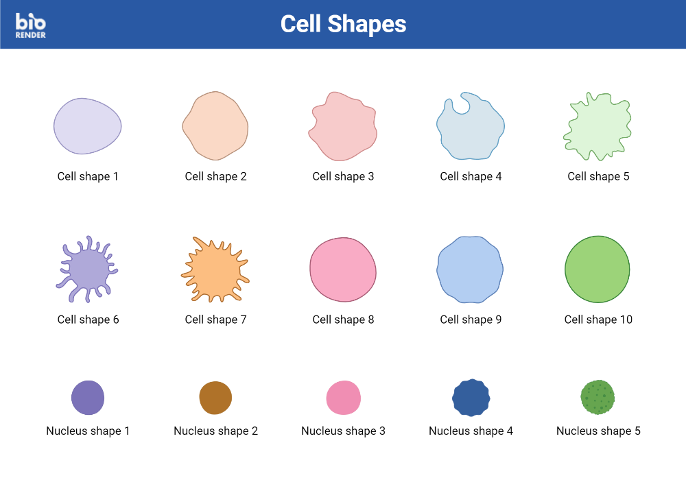 BioRender App