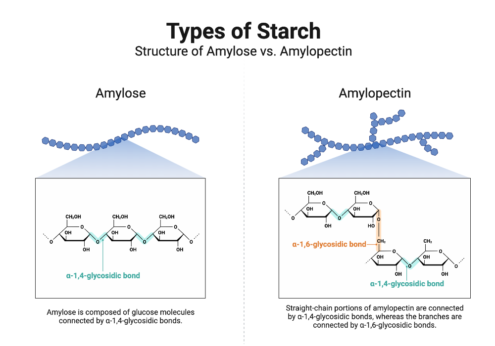 Starch Structure Amylose And Amylopectin