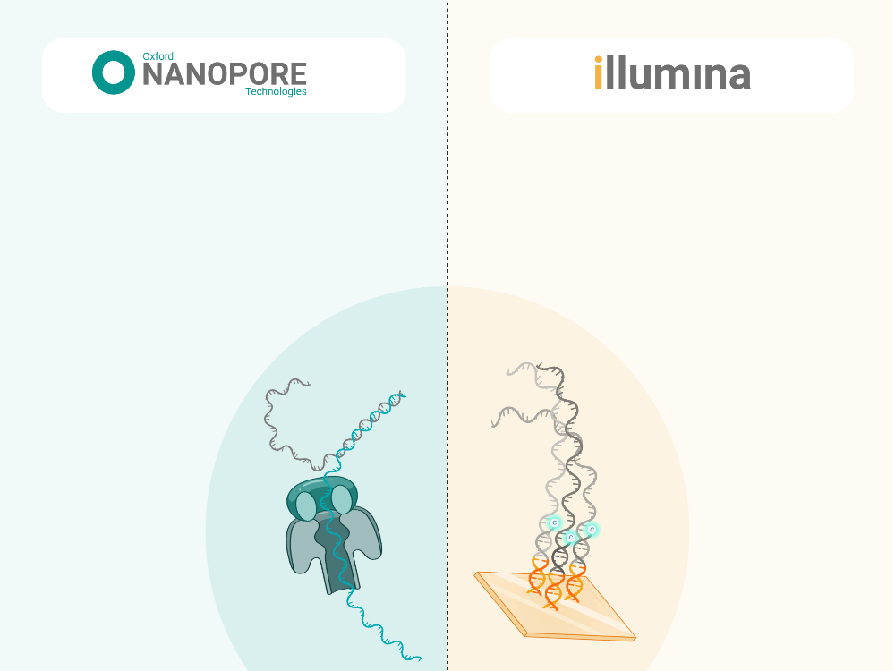 Biorender app