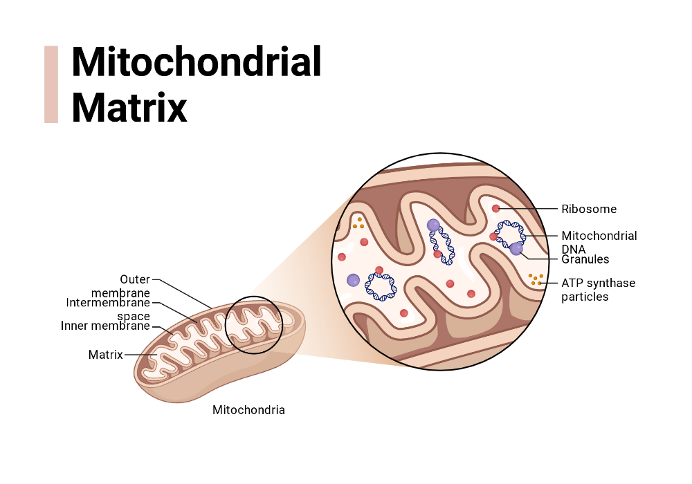 Mitochondriale Matrix