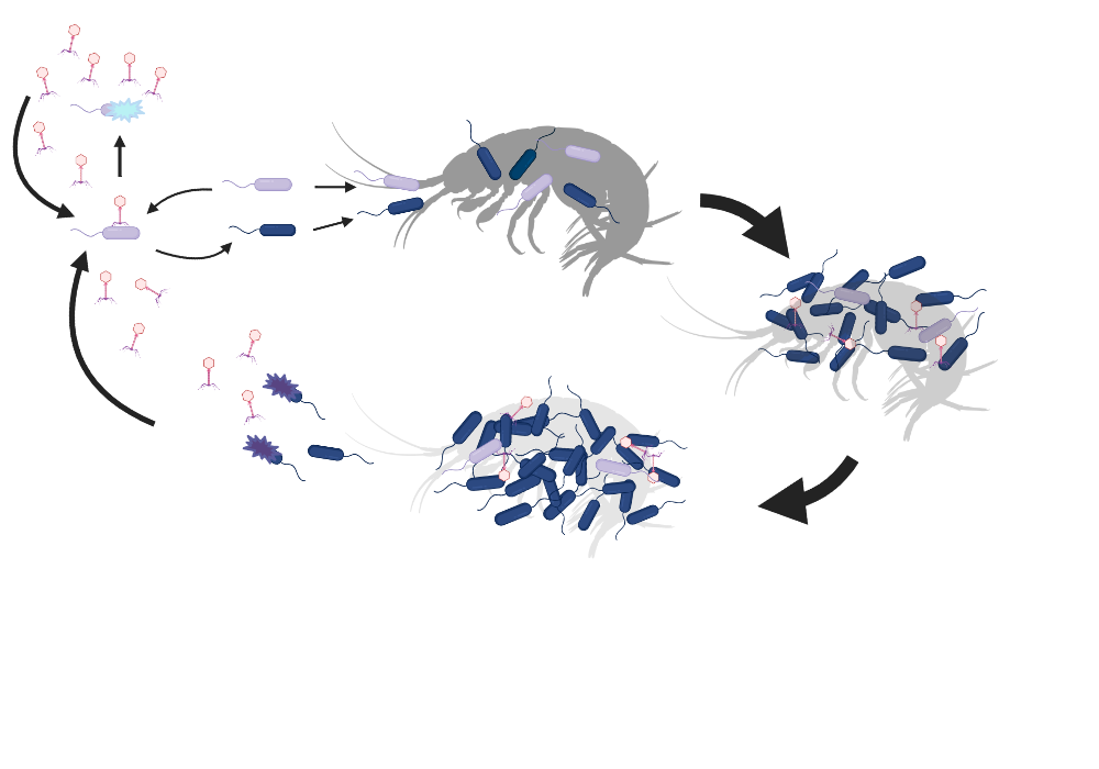 BioRender App