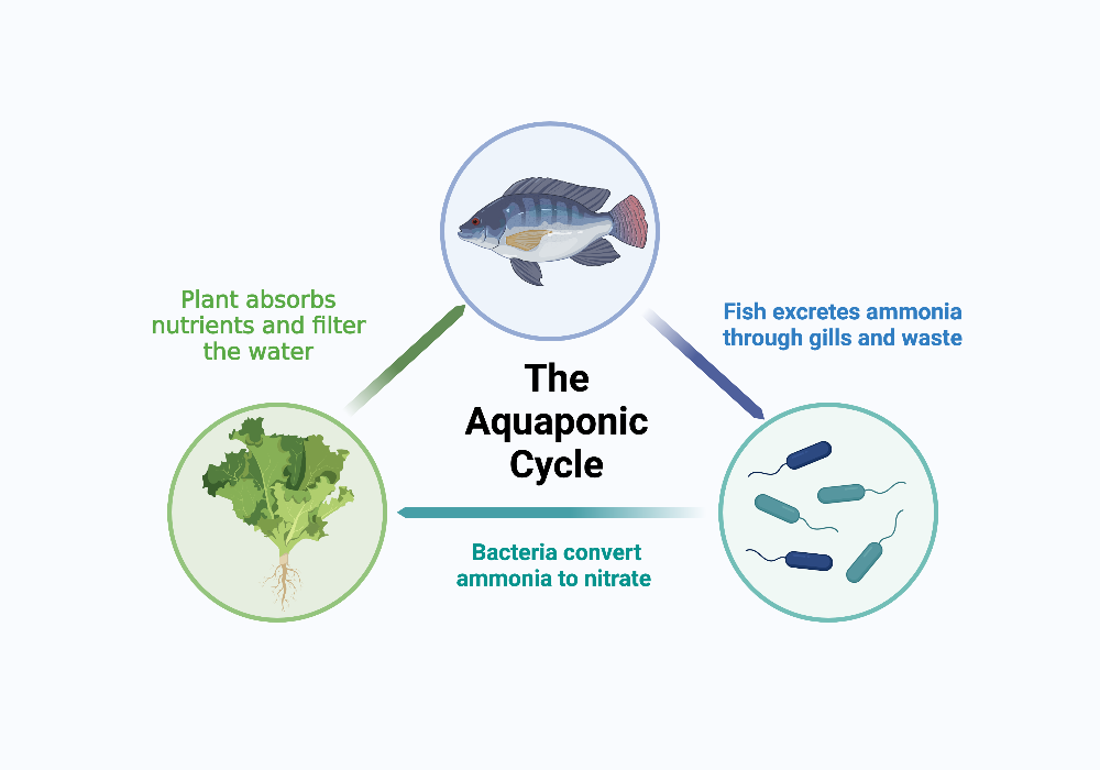 BioRender App - Bioregenerative Systems For Aquariums