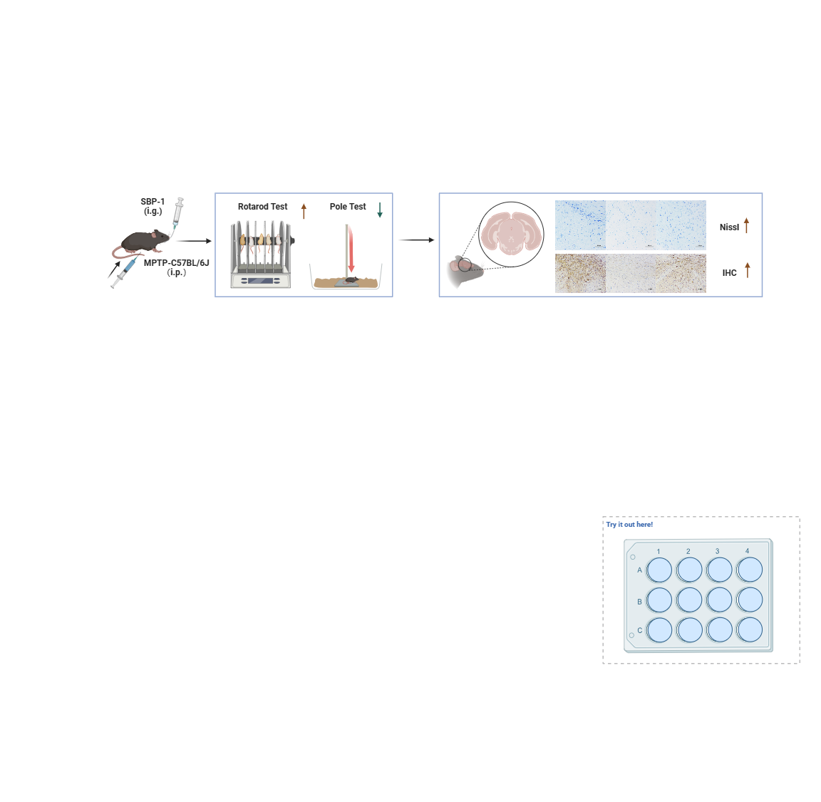 BioRender App