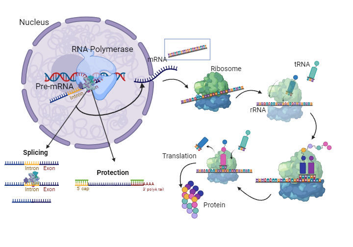 BioRender App BioRender App