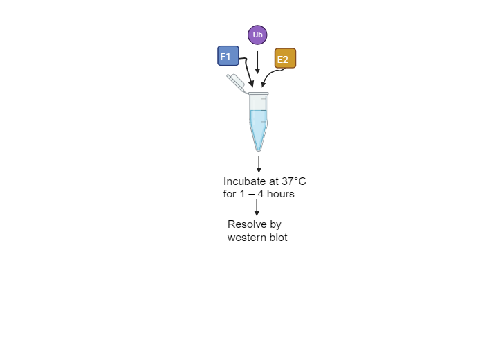 BioRender App