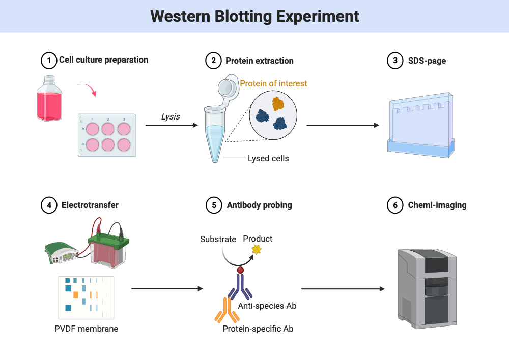 BioRender App