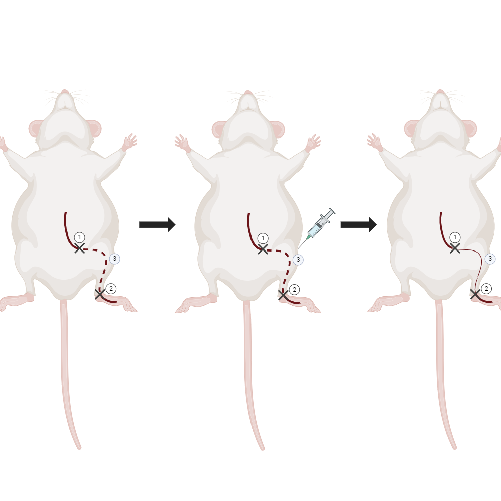 BioRender App