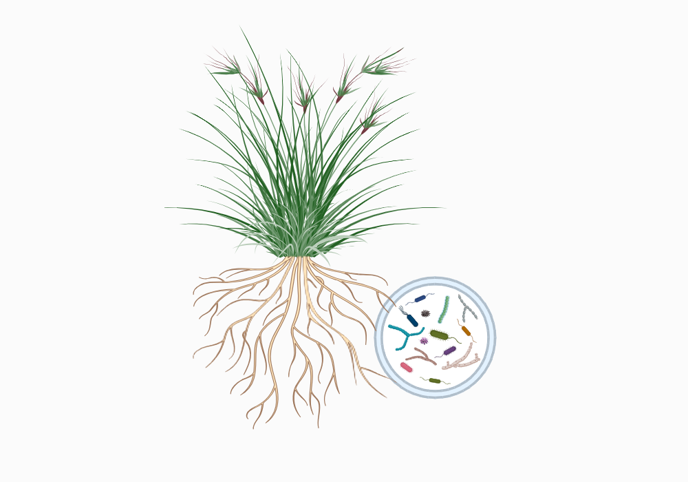 BioRender App