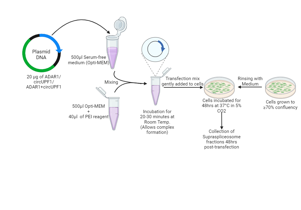 BioRender App