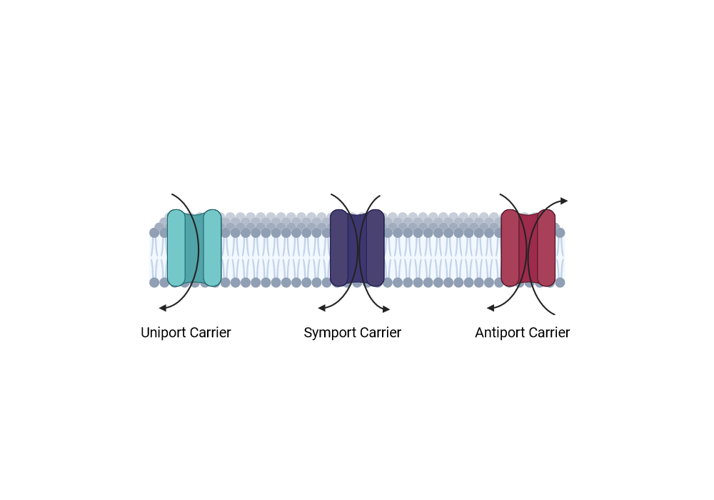BioRender App