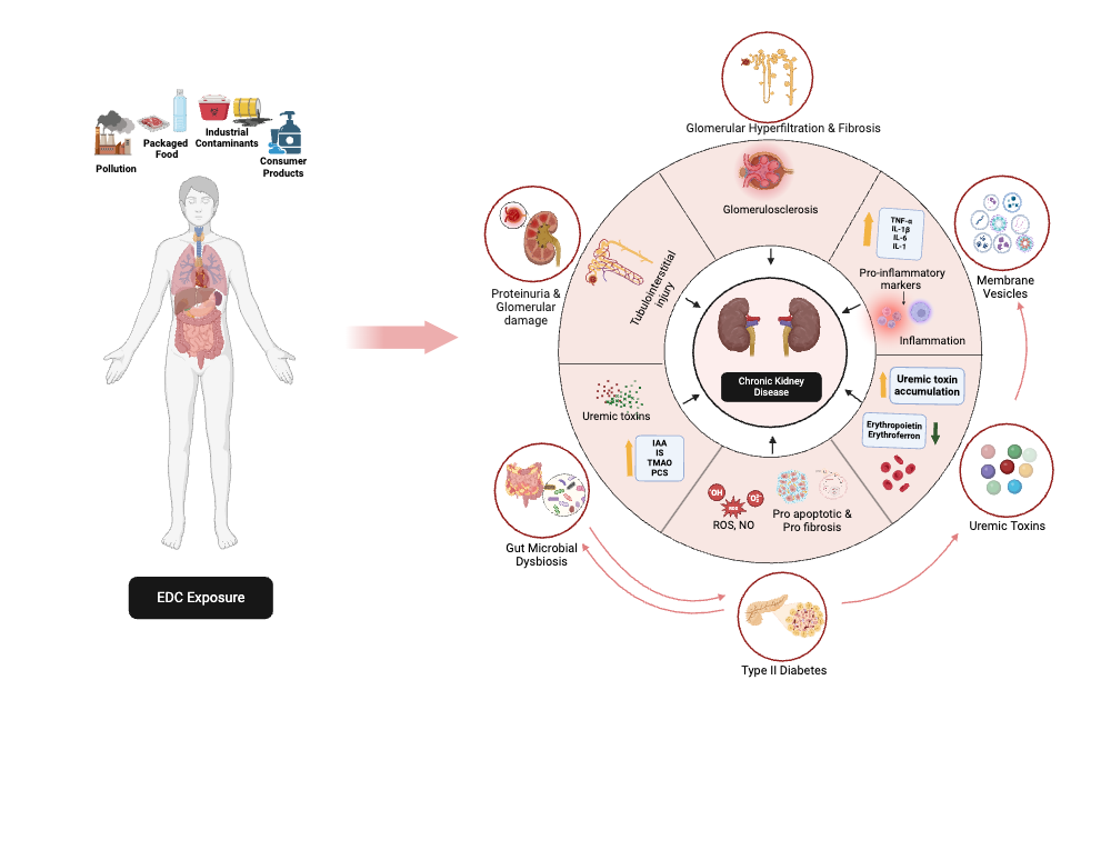 BioRender App