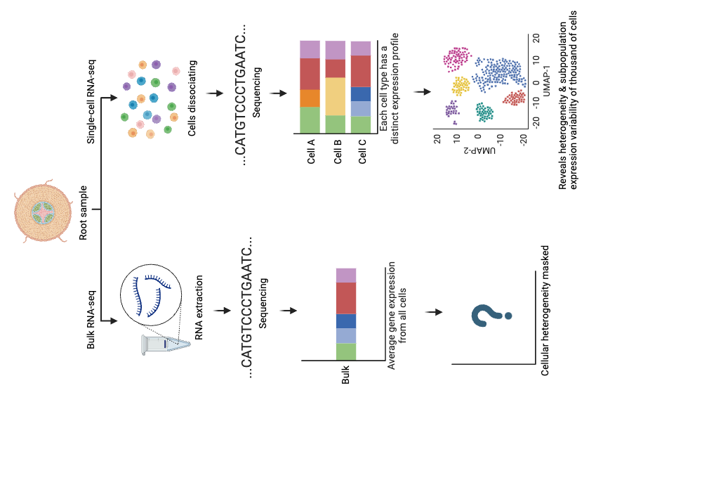 BioRender App