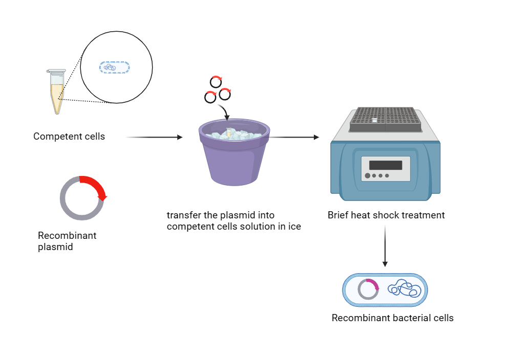 BioRender App