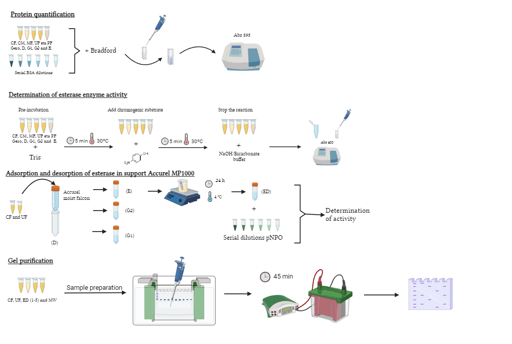 BioRender App