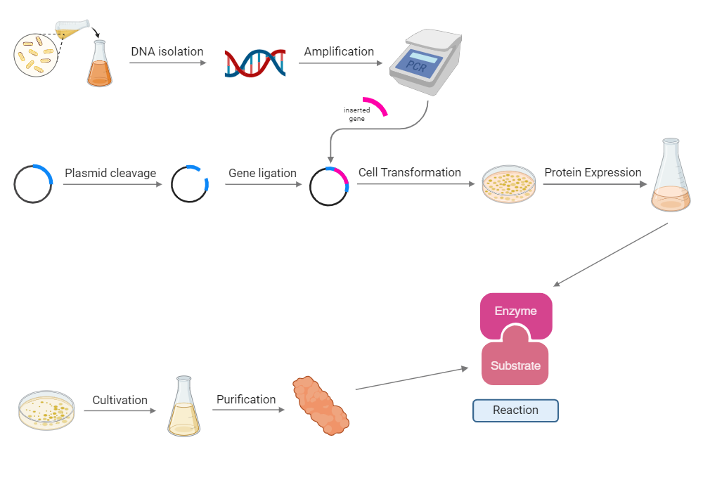 BioRender App