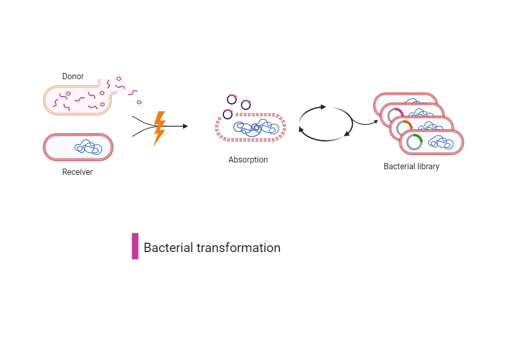 BioRender App