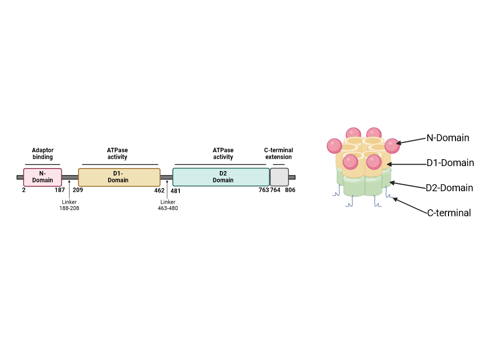 BioRender App