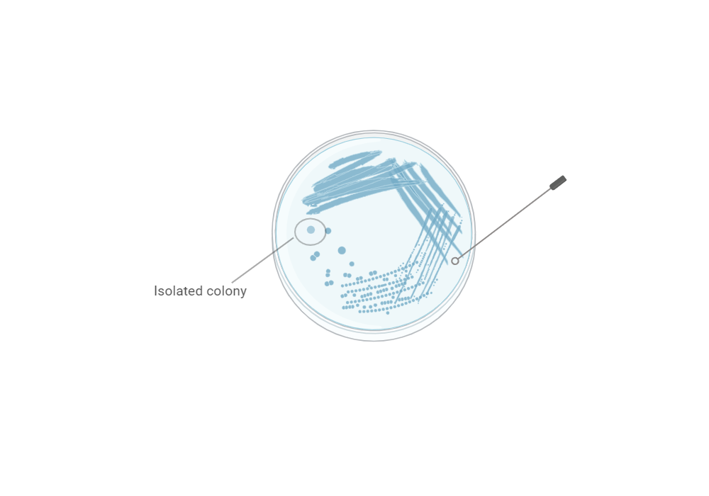 BioRender App