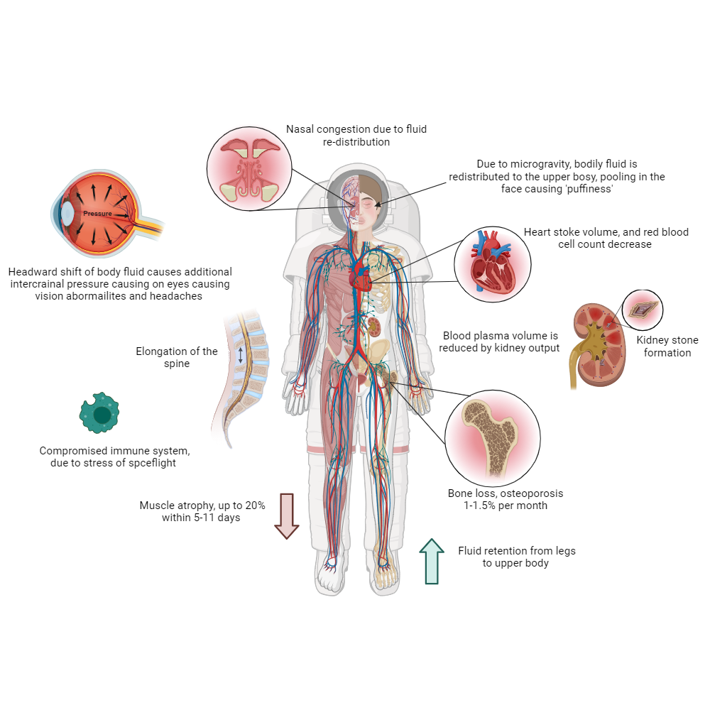 Biorender App