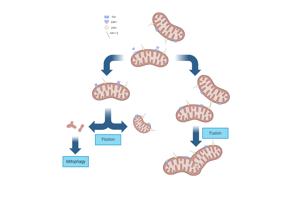 BioRender App