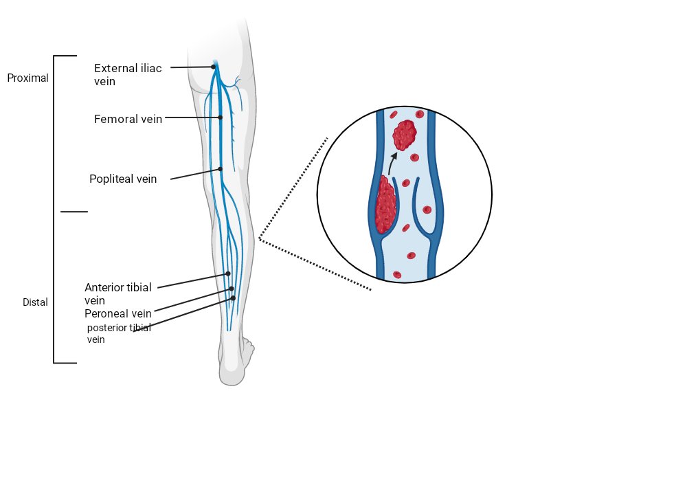 BioRender App