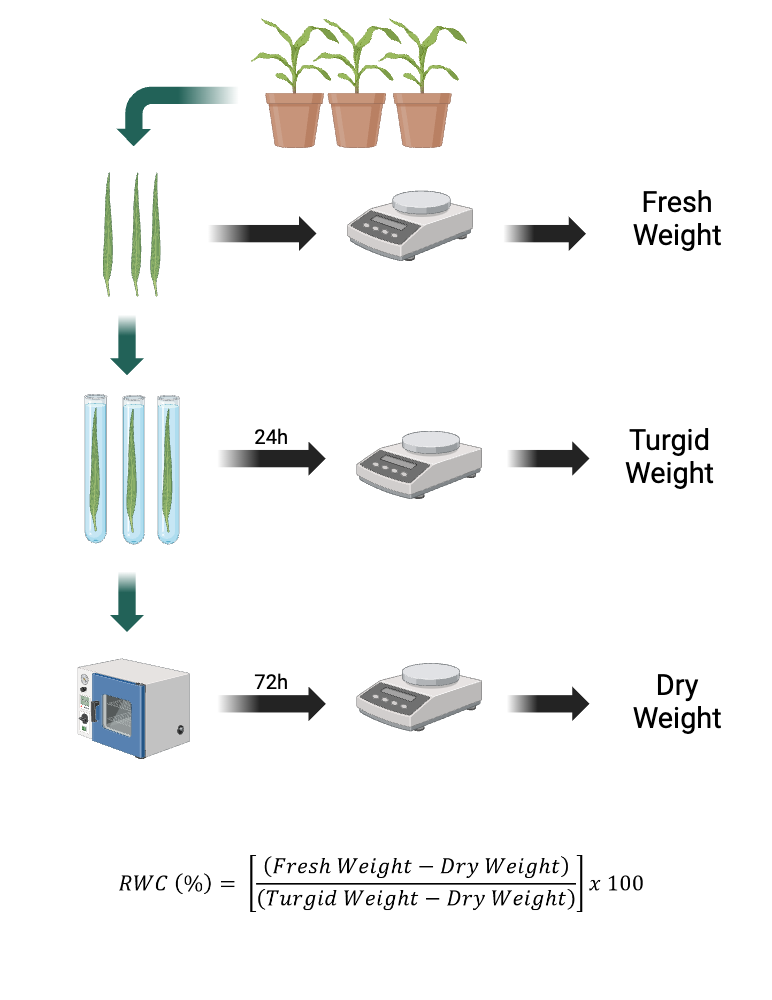 BioRender App