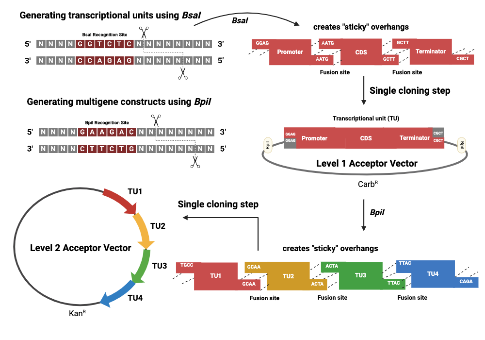 BioRender App