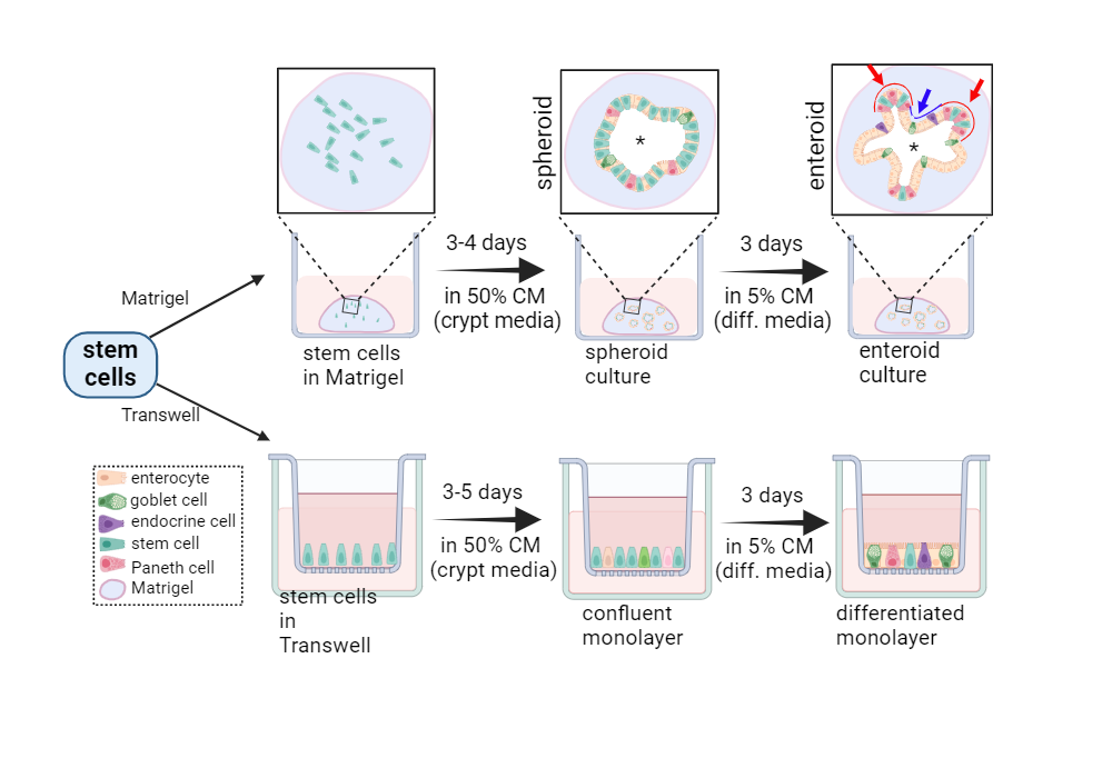 BioRender App